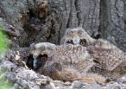Waldohreule - Long-eared Owl  (Asio otus)